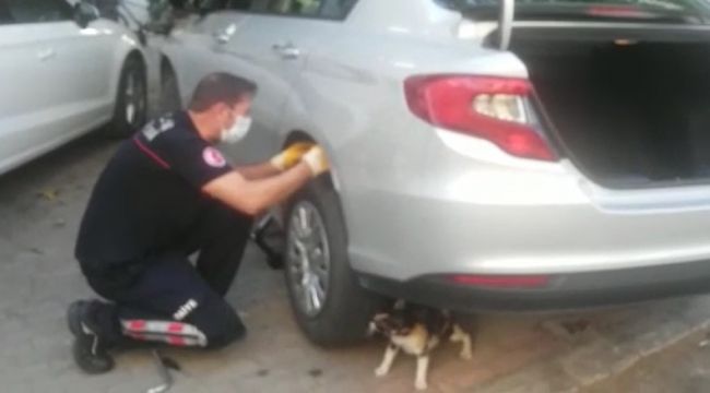 Anne kedi yavrusu kurtarılırken bir an olsun başından ayrılmadı