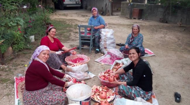 Aydın'da narlar şifa için kaynatıldı