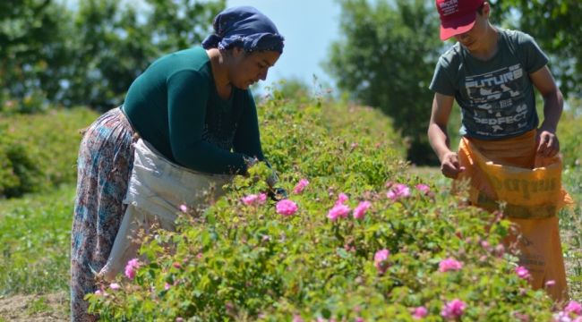 Ispartalı üreticinin yüzü 'gül'emiyor