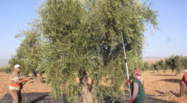 Kilis'te zeytinde erken hasat dönemi