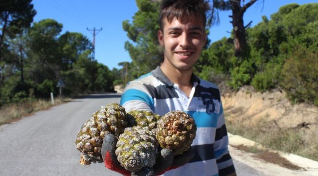 Ölümüne hasat: Kilosu tam 800 lira...