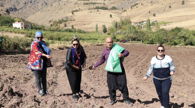 Başkan şalvarını giyip karakılçık buğdayı ekti