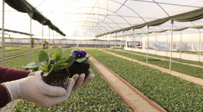 Büyükşehir kendi ürettiği çiçeklerle Aydın'ı renklendiriyor