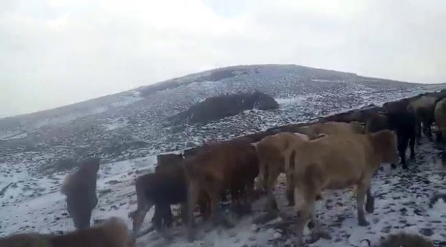 Doğu'da yüksek kesimlerde kar yağışı etkili oldu