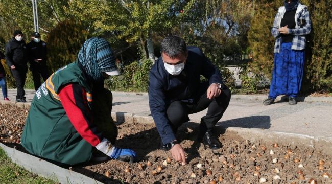 Gölbaşı lalelerle renklenecek