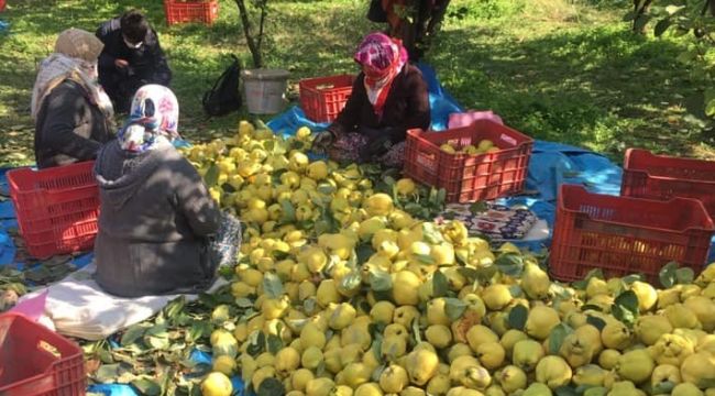 Kahramanmaraş'ta ayva hasadı