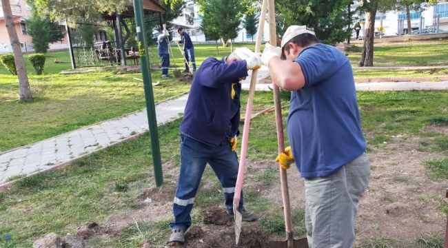 Keçiören'in parkları kış çiçekleri ile donatıldı