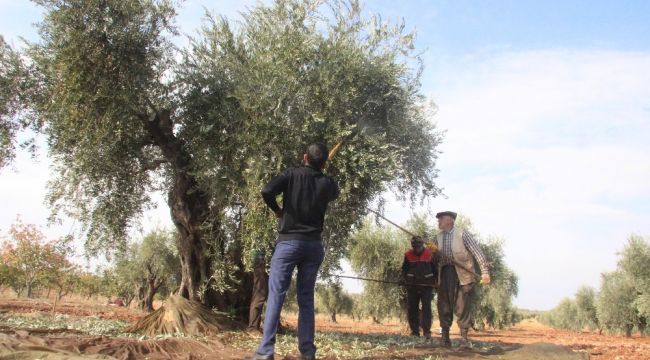 Korana virüs zeytin hasadını vurdu