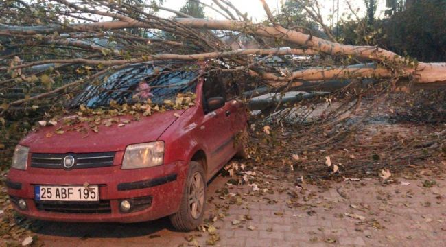 Seyir halindeki otomobilin üzerine kesilen kavak ağacı düştü