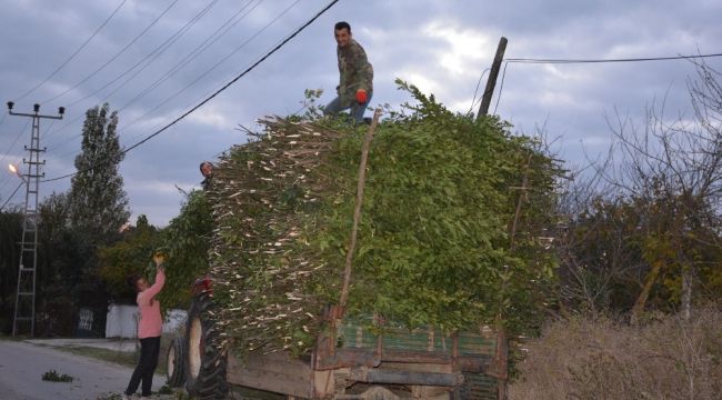 Sinop'ta defne yaprağı köylünün geçim kaynağı oldu