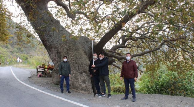 Tekirdağ'da 32 anıt ağaç tescil edildi