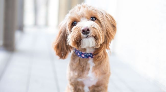 Türkiye'nin yüzde 6'sı köpek sahibi