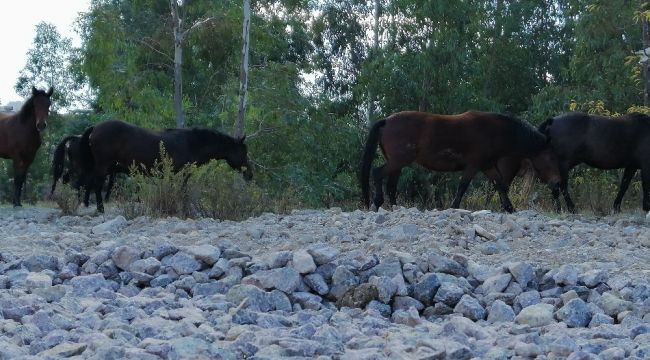 Yılkı atları İzmir'e indi