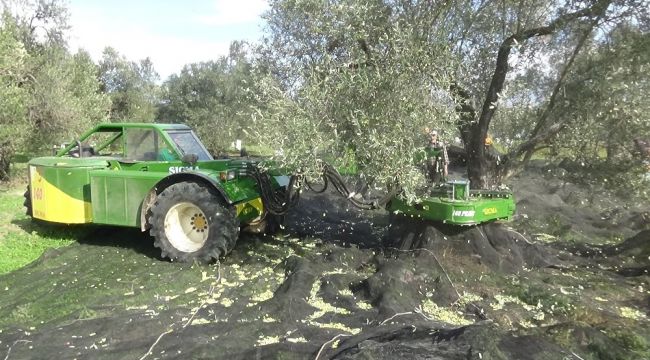 Zeytinde makineleşme yok yılını ortadan kaldırıyor