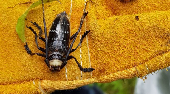 7 mahallede 'Drakula' karantinası