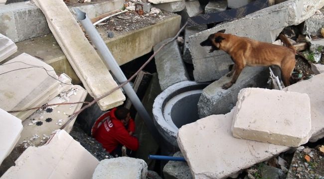 AFAD'ın sınavını geçen köpekler afetlerde görev alıyor