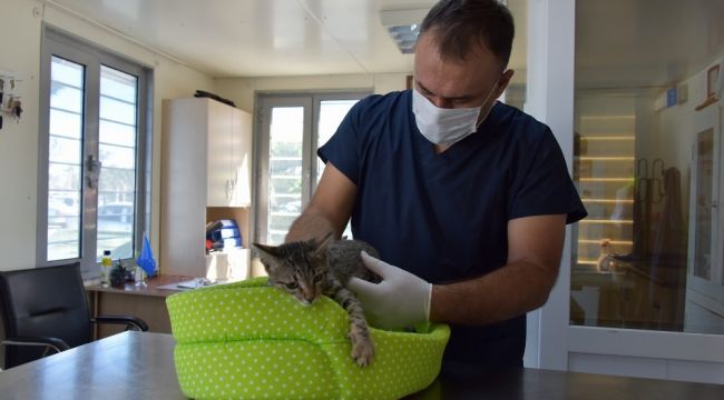 Aliağa'da 4 bin 72 sokak hayvanının bakımı yapıldı