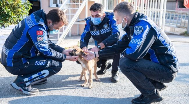 Aracın çarptığı yavru köpeği zabıta sahiplendi