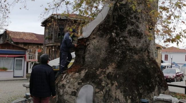 Bin 230 yıllık çınar ağacına bakım