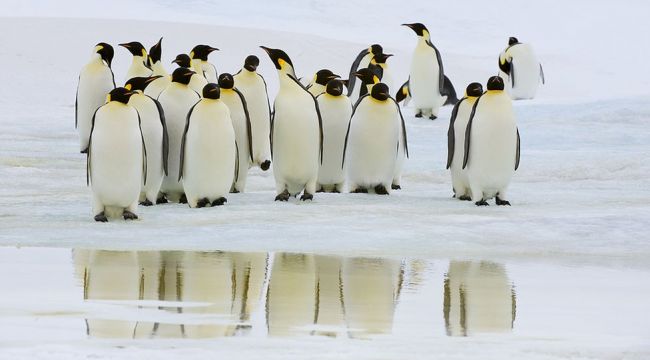 Buzdağı parçalandı, milyonlarca penguene ne oldu?