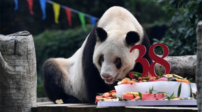 Dünyanın en yaşlı pandası öldü