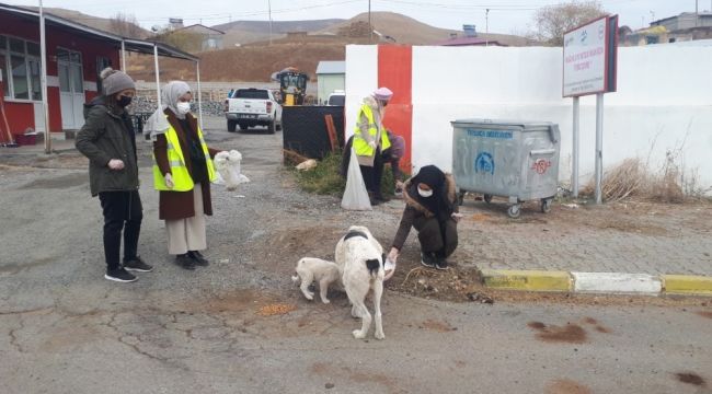 Gönüllü öğretmenler sokak hayvanlarına mama bıraktı