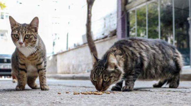 Haluk Levent açıkladı: Büyü için kedi kesiyorlar