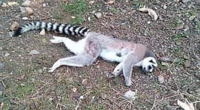 İzmir'de ormanlık alanda ölü lemur bulundu