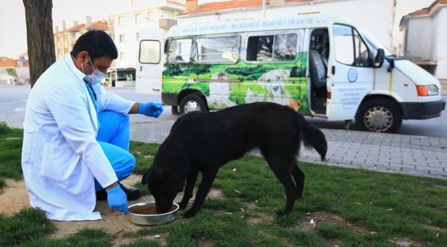 Kısıtlamada sokak hayvanları Büyükşehir'e emanet