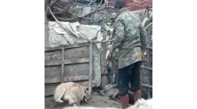 Köpeği döven şahıs polis tarafından yakalandı