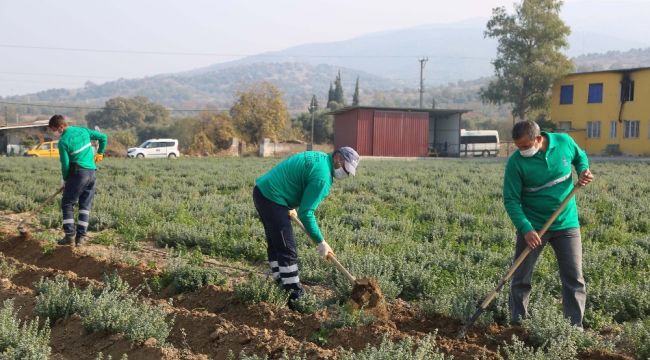 Koronavirüsün düşmanı kekik kışa hazırlanıyor