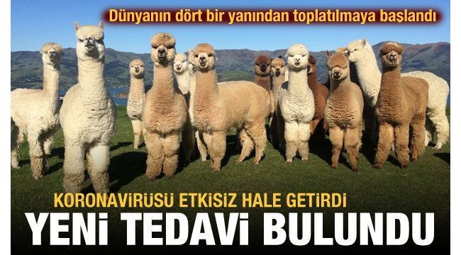 Lama antikorları koronavirüsü etkisiz hale getirdi