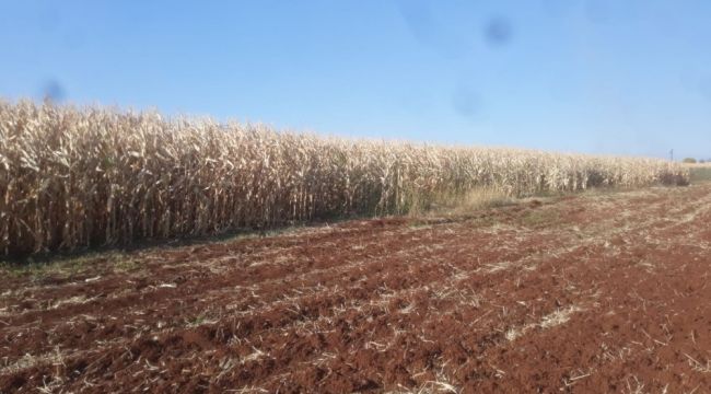 Mısır tarlasında alevlerin arasında kalan çocuk öldü