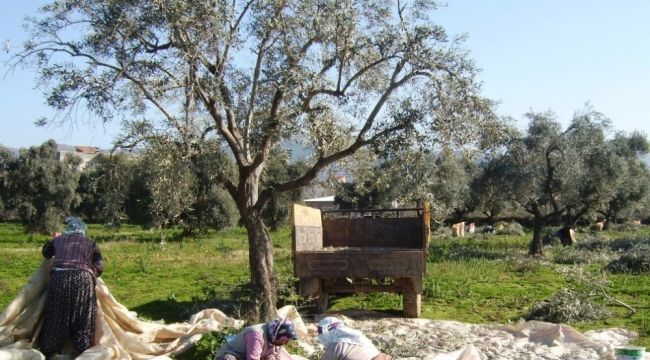 Ödemiş'te zeytin hasadı sürüyor