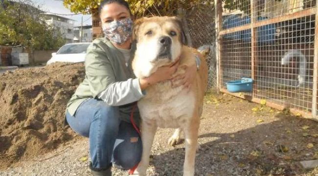 Sokakta bitkin bulduğu köpeği bakın ne hale getirdi