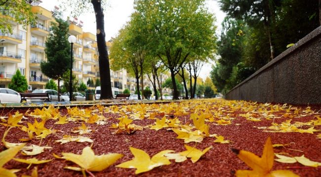 Sonbahara veda edemeyen şehir, sarıya büründü