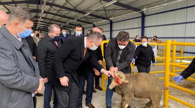 Tekirdağ'da 34 adet merinos ırkı koç dağıtıldı