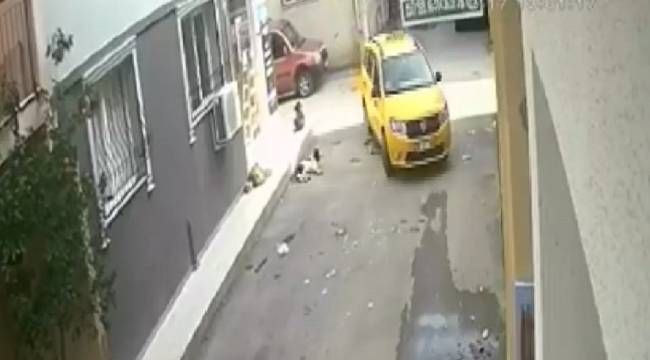 Yavru köpeği ezdi, arkasına bile bakmadı