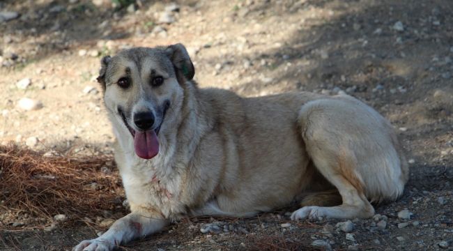 2 aylık iken yaralı bulunan Lady, 5 yıl sonra yuvaya döndü