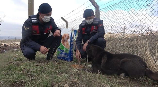 Jandarma sokak hayvanlarını besledi