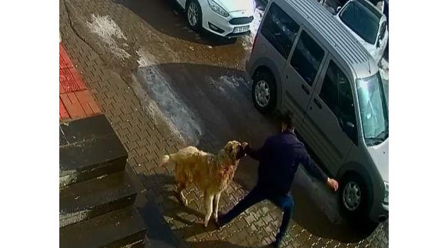 Kendisini korumak için köpeği yumrukladı