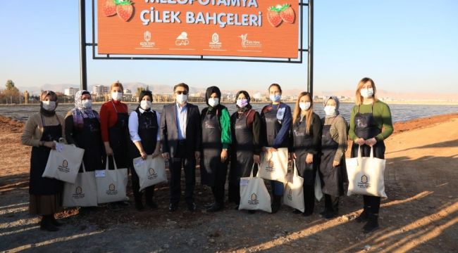 Kızıltepe'de 100 bin çilek fidesi toprakla buluştu