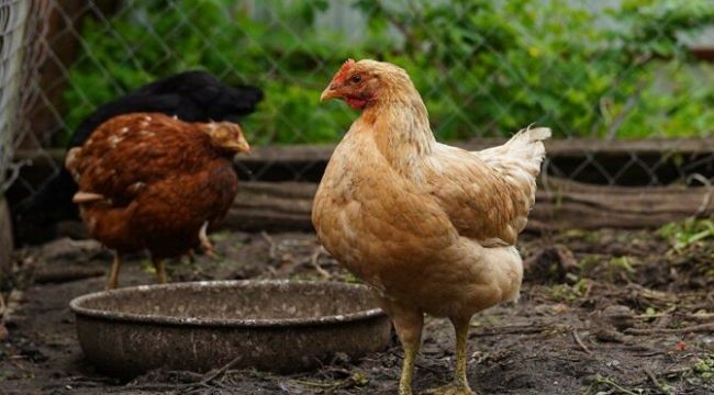 'Koronalı birinin kırıntılarını yiyen tavuğu yedim, korona olur muyum?'