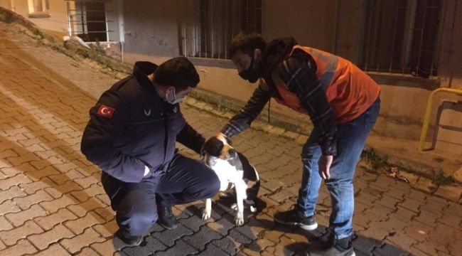 Sokakta bulunan köpeği, belediye başkanı sahiplendi