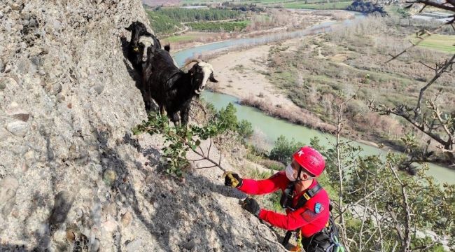 Uçurum kenarında mahsur kalan keçileri jandarma kurtardı