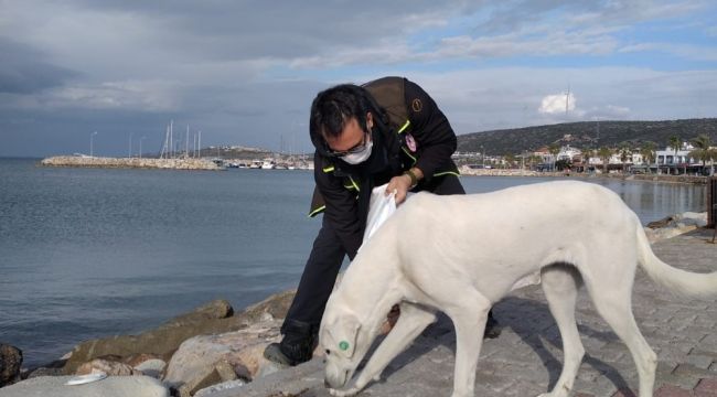 Valilikten İzmir'de sokak hayvanları için 100 ton mama