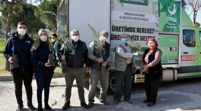 Aliağa'da zeytin şöleni sürüyor