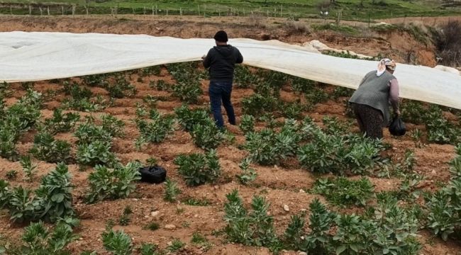 Bakla ve bezelye üreticilerinden don tehlikesine karşı elyaf örtülü önlem