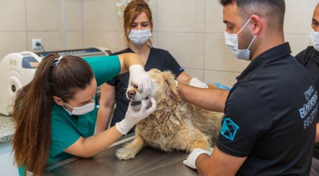 Kısırlaştırılan kedi-köpek sayısı iki katına çıktı