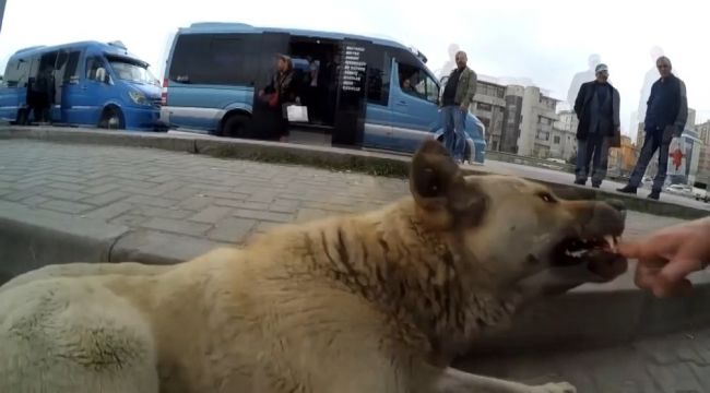 Sokak köpeklerini sinirlendirip kendini ısırttırıyor